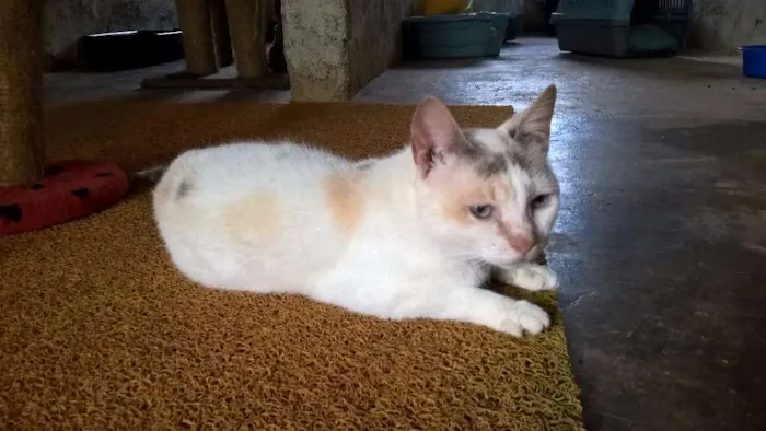Gato ra a srd idade 2 anos nome pérola