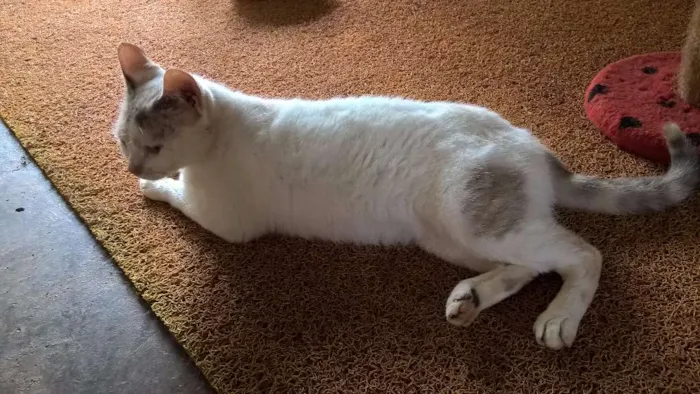 Gato ra a srd idade 2 anos nome pérola