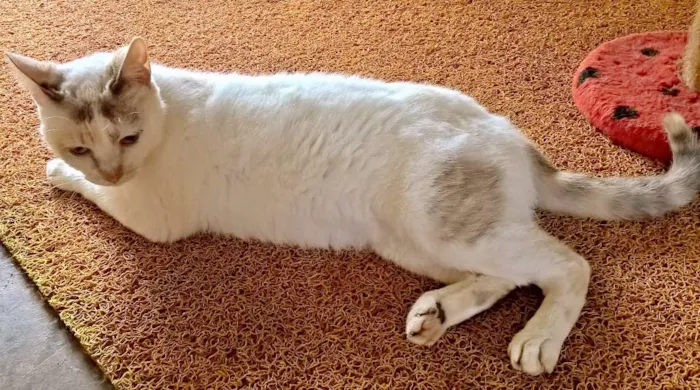 Gato ra a srd idade 2 anos nome pérola