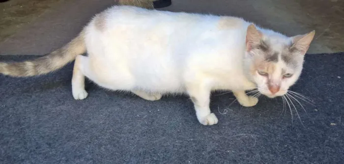 Gato ra a srd idade 2 anos nome pérola