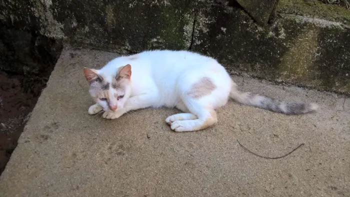 Gato ra a srd idade 2 anos nome pérola