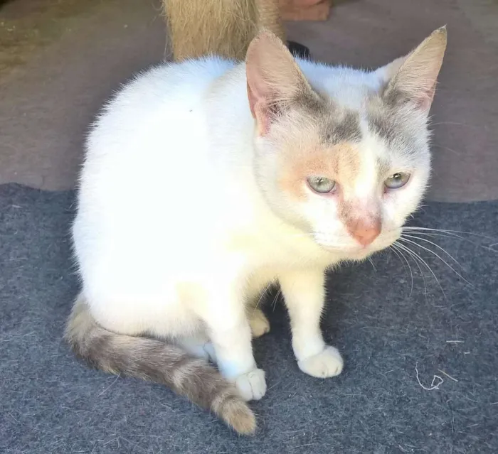 Gato ra a srd idade 2 anos nome pérola