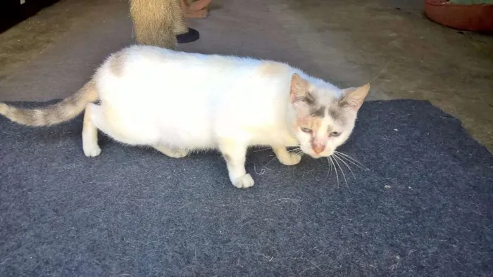 Gato ra a srd idade 2 anos nome pérola