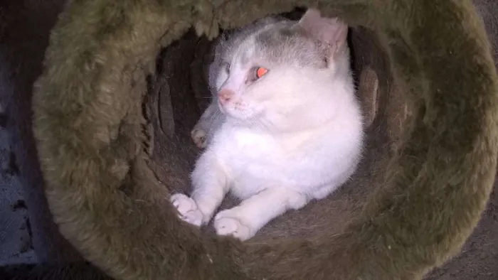 Gato ra a srd idade 2 anos nome pérola