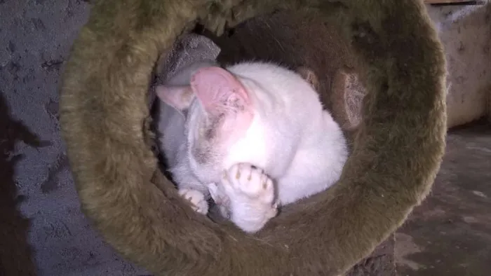 Gato ra a srd idade 2 anos nome pérola