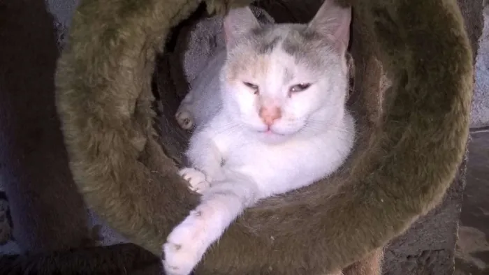 Gato ra a srd idade 2 anos nome pérola