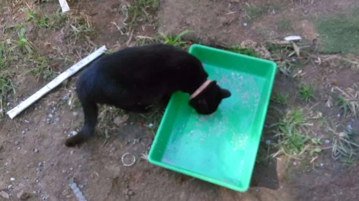 Gato ra a SRD idade 2 anos nome OLGA
