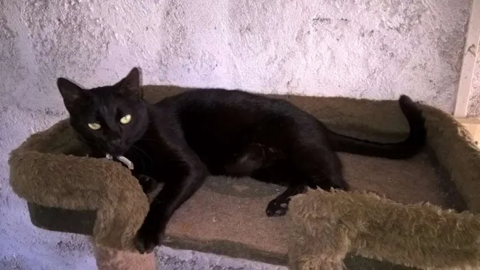 Gato ra a SRD idade 2 anos nome OLGA