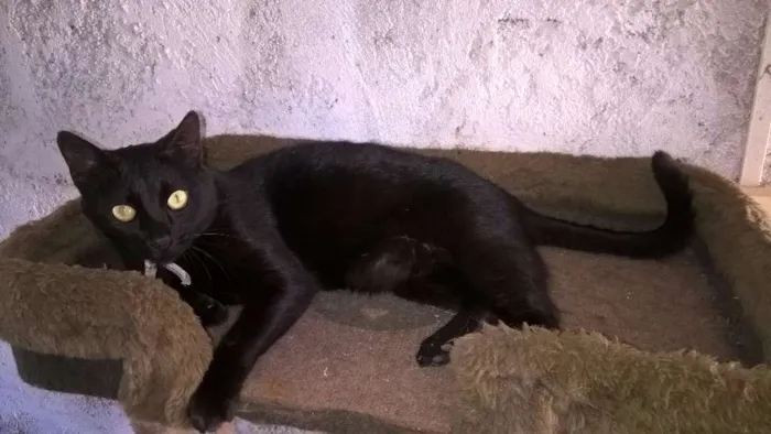 Gato ra a SRD idade 2 anos nome OLGA
