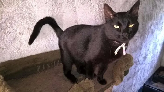 Gato ra a SRD idade 2 anos nome OLGA