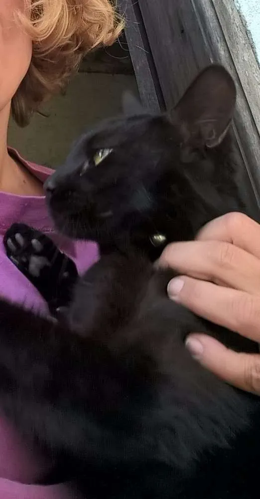 Gato ra a SRD idade 2 anos nome OLGA