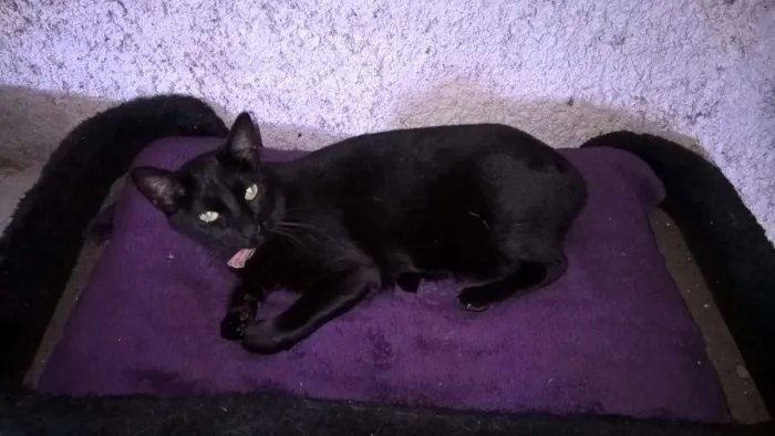 Gato ra a SRD idade 2 anos nome OLGA