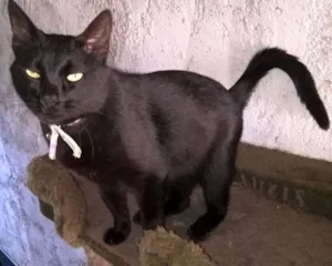 Gato raça SRD idade 2 anos nome OLGA