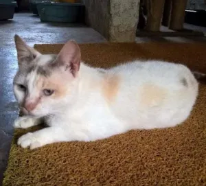 Gato raça srd idade 2 anos nome pérola