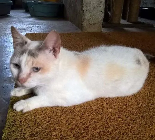 Gato ra a srd idade 2 anos nome pérola