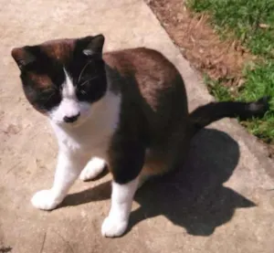 Gato raça siames idade 2 anos nome pierre
