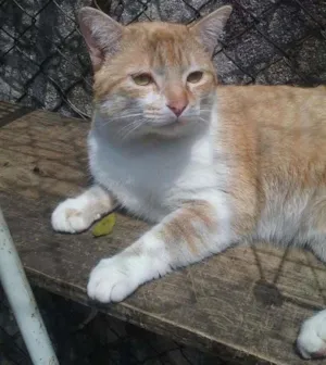 Gato raça srd idade 4 anos nome PETER