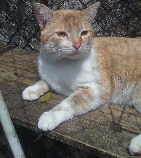 Gato ra a srd idade 4 anos nome PETER