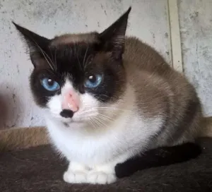Gato raça siamesa idade 2 anos nome maggy
