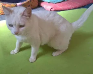 Gato raça SRD idade 1 ano nome MILKA