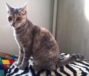 Gato raça srd idade 2 a 6 meses nome petunia