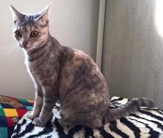 Gato ra a srd idade 2 a 6 meses nome petunia