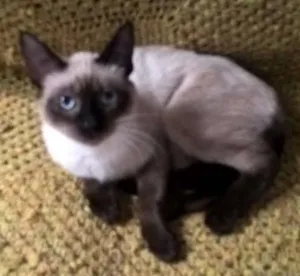 Gato raça siamesa idade 2 a 6 meses nome tulipa