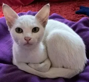 Gato raça srd idade 2 a 6 meses nome camelia