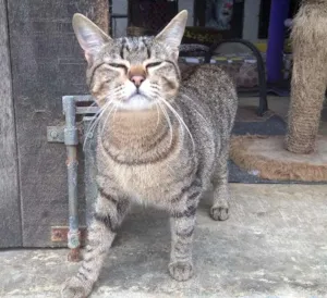 Gato raça srd idade 7 a 11 meses nome marie