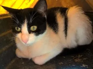 Gato raça srd idade 7 a 11 meses nome mixirica