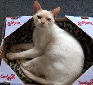 Gato raça red point amarelo idade 7 a 11 meses nome mirtilo