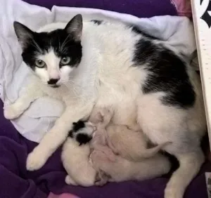 Gato raça srd idade 2 anos nome mimosa