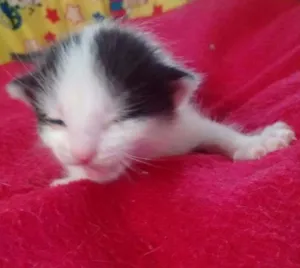 Gato raça srd idade Abaixo de 2 meses nome chantilly
