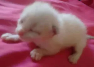 Gato raça siamesa idade Abaixo de 2 meses nome vanilla