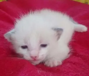 Gato raça siames idade Abaixo de 2 meses nome marshmallow
