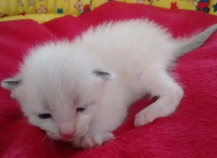 Gato ra a SIAMES idade Abaixo de 2 meses nome MERENGUE