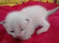 MERENGUE