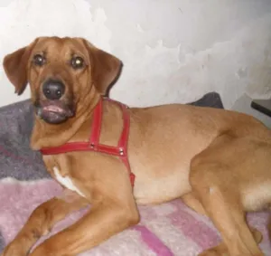 Cachorro raça SRD idade 1 ano nome VICENTE