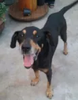 Cachorro raça mix rotweiller idade 5 anos nome bartolomeu