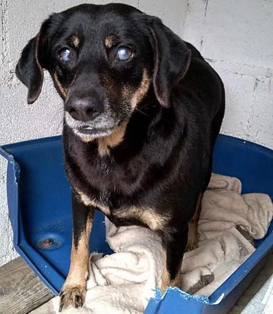 Cachorro ra a SRD idade 4 anos nome KIKO