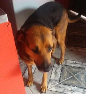 Cachorro raça MIX PASTOR idade 3 anos nome ROMEU