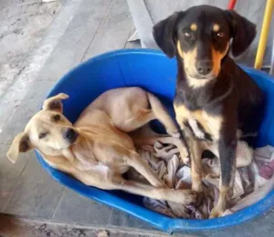 Cachorro raça SRD idade 7 a 11 meses nome FREDY & GUBY