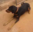 bug