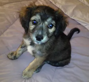 Cachorro raça SRD idade 2 a 6 meses nome sem nome