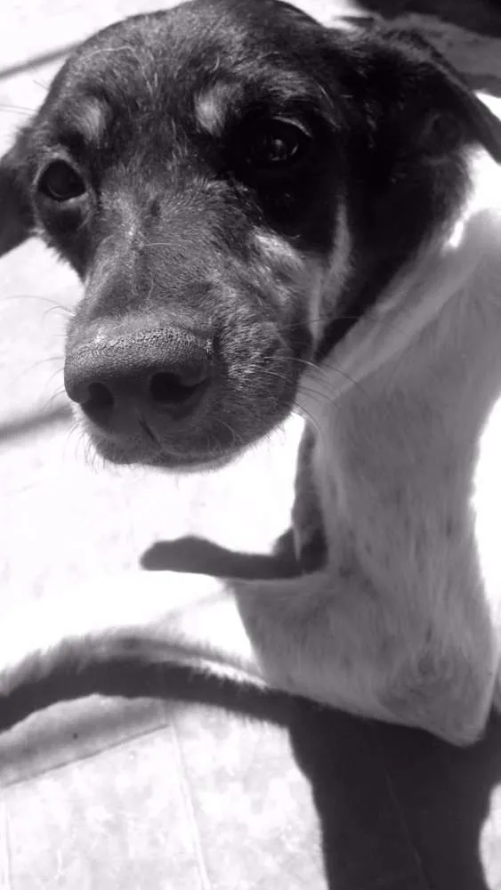 Cachorro ra a SRD idade 3 anos nome Sem nome definido