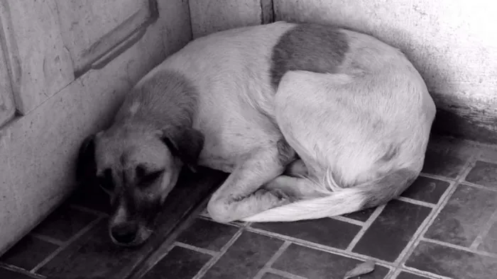 Cachorro ra a SRD idade 3 anos nome Sem nome definido