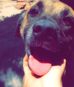 Cachorro raça SRD idade 3 anos nome Sem nome definido