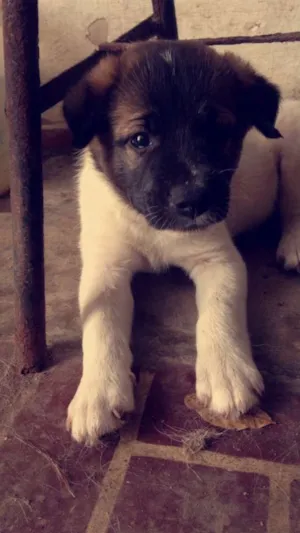 Cachorro raça SRD idade 2 a 6 meses nome Sem nome