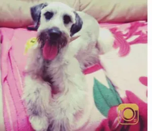 Cachorro raça Schnauzer idade 2 anos nome Bob
