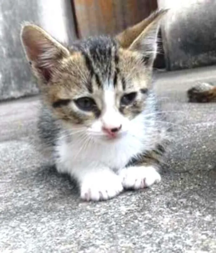 Gato ra a Sem raça definida idade 2 a 6 meses nome Filhotes